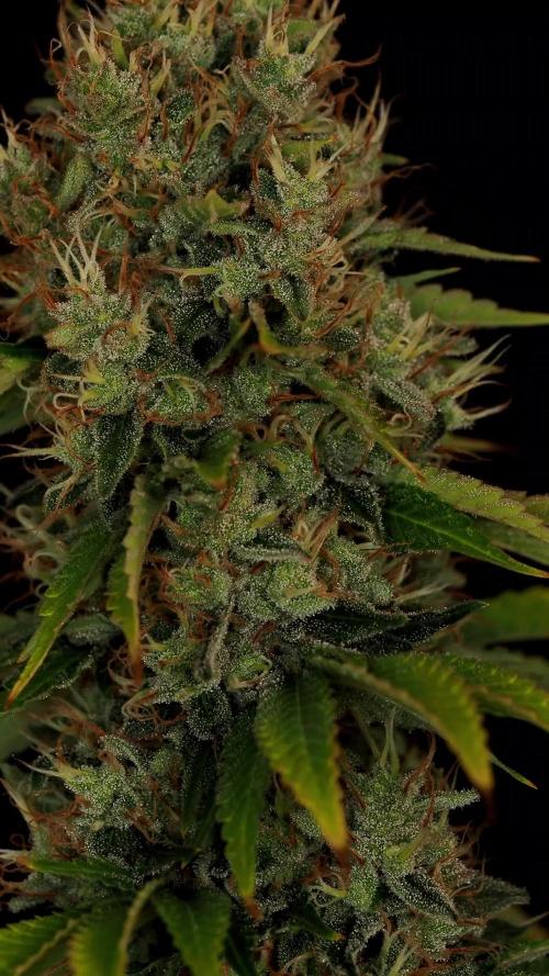 Eternity Grow Cup 2026