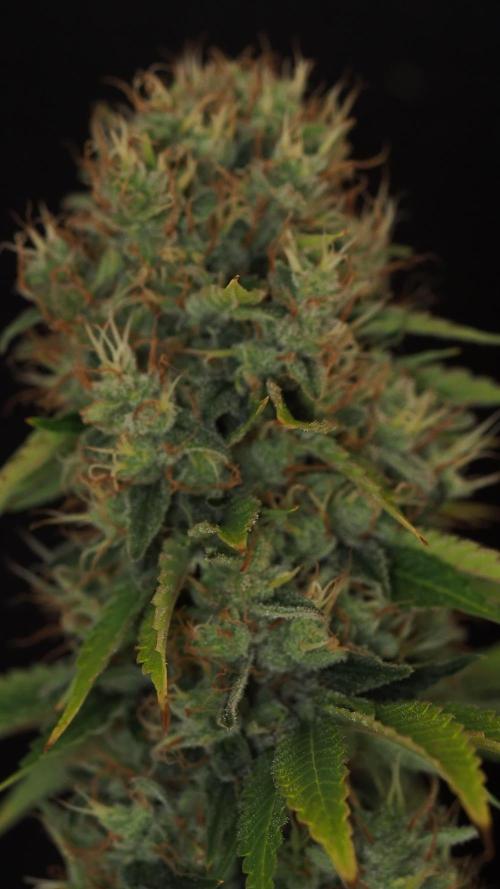 Eternity Grow Cup 2026