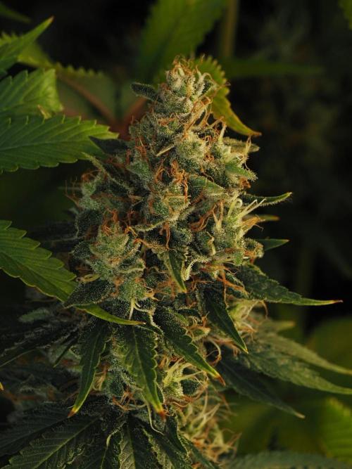 Eternity Grow Cup 2026. Week 13