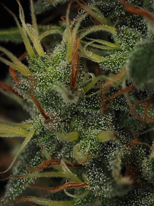 Eternity Grow Cup 2026. Week 13