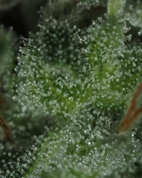 Eternity Grow Cup 2026. Week 13