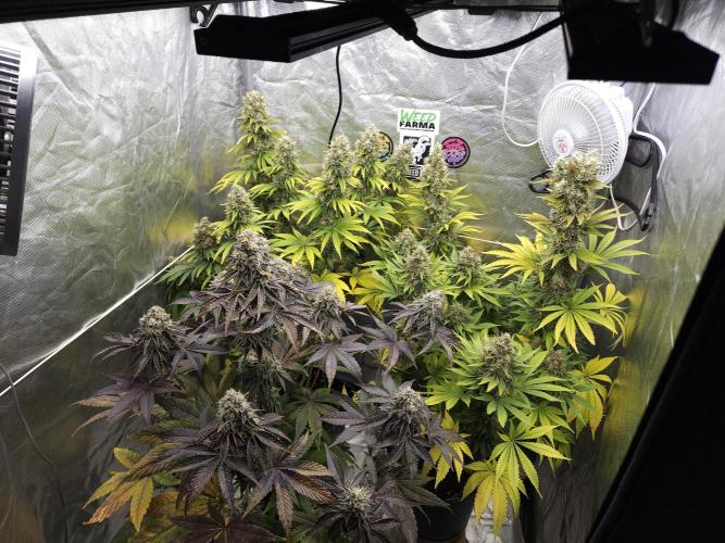 Eternity Grow Cup 2026. Week 13