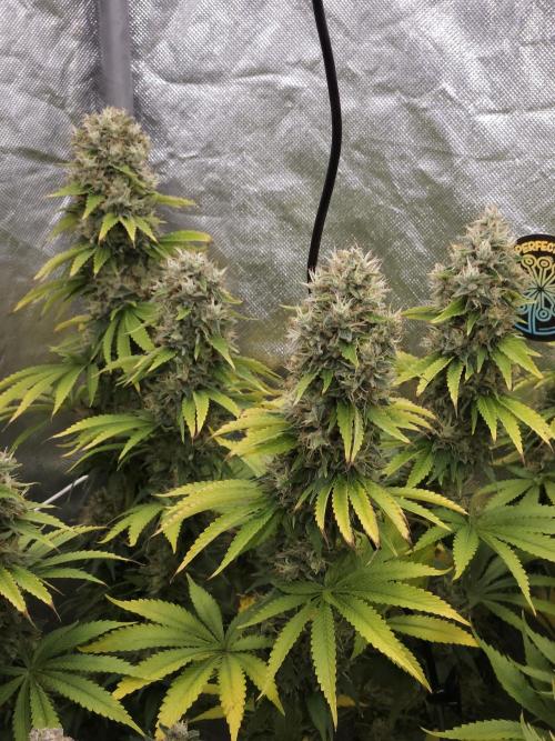 Eternity Grow Cup 2026. Week 13