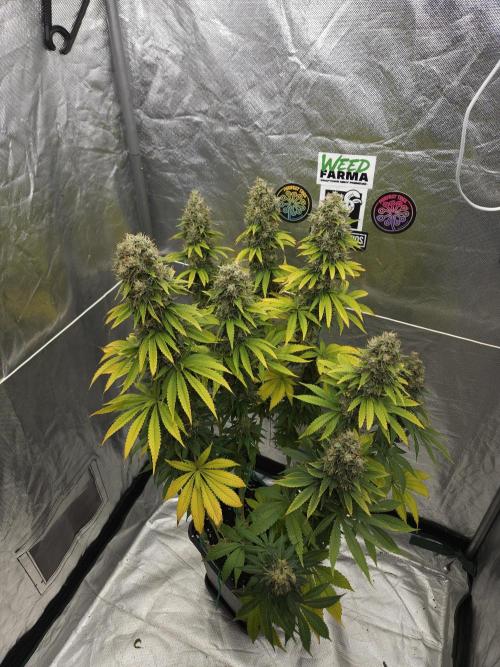 Eternity Grow Cup 2026. Week 13