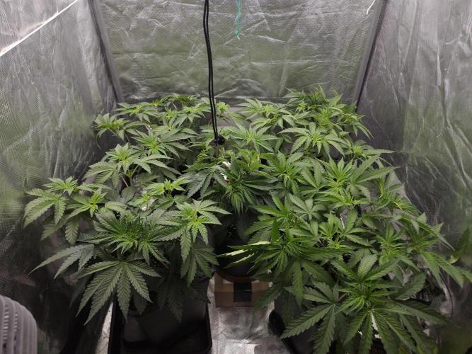 CHILLATOZZ. Week 4