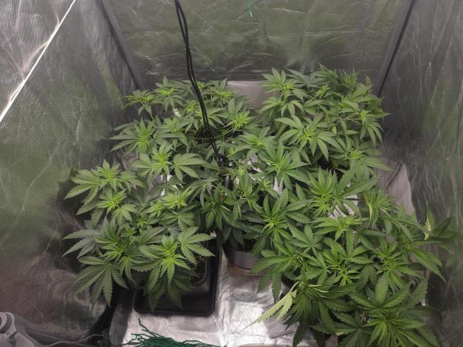 CHILLATOZZ. Week 4