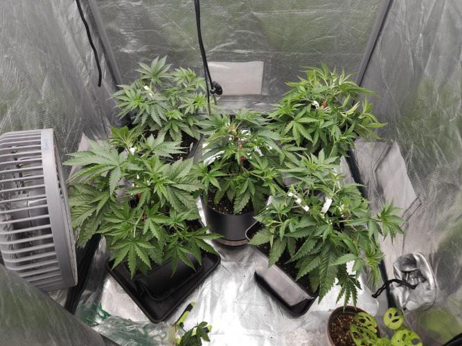 CHILLATOZZ. Week 4