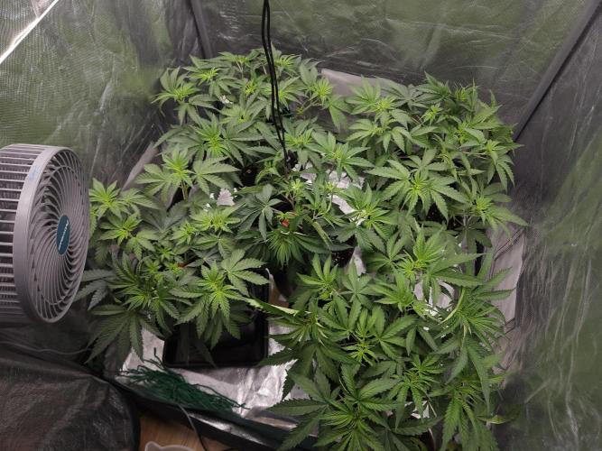Peach Sunset. Week 4