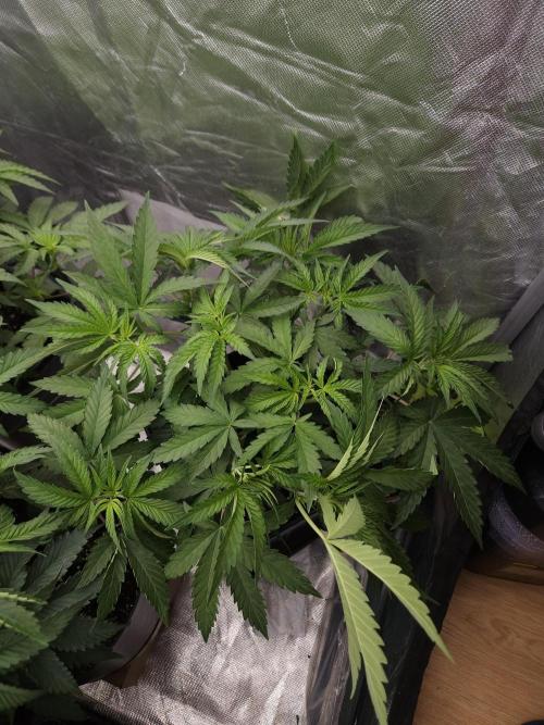 Peach Sunset. Week 4