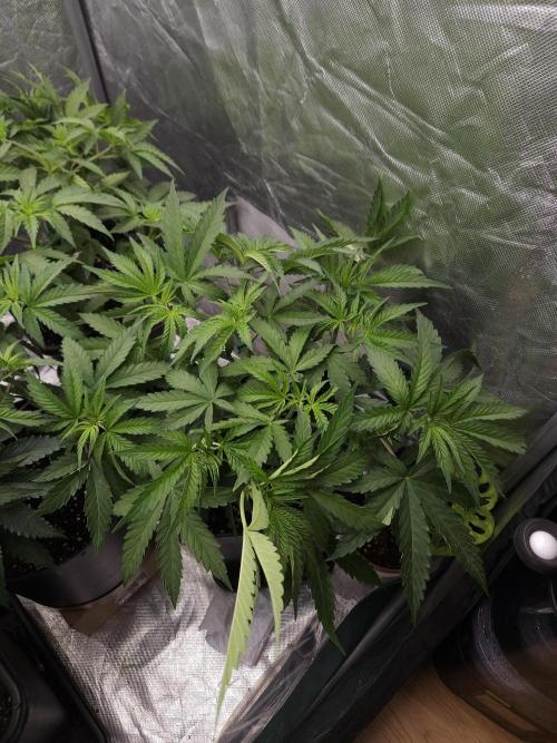 Peach Sunset. Week 4