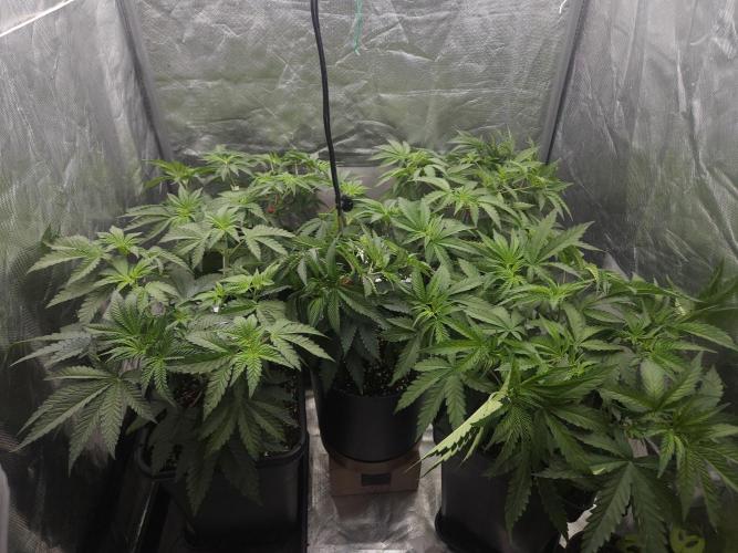 Peach Sunset. Week 4