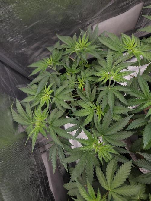 PEACH MOON. Week 4