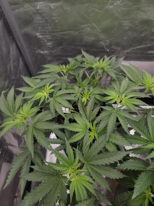 PEACH MOON. Week 4