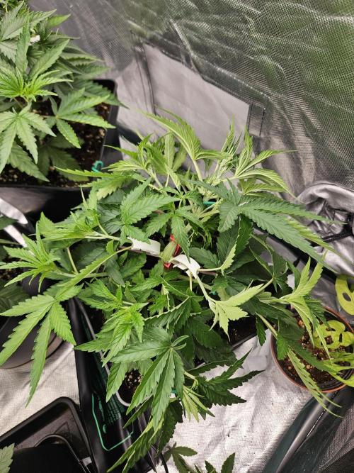 PEACH MOON. Week 4