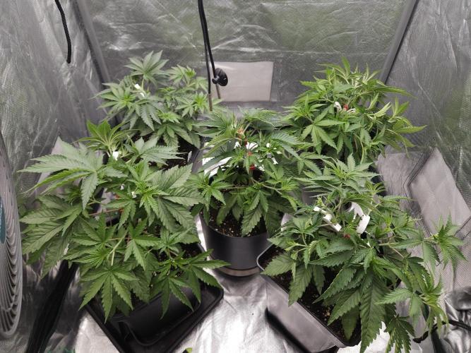PEACH MOON. Week 4