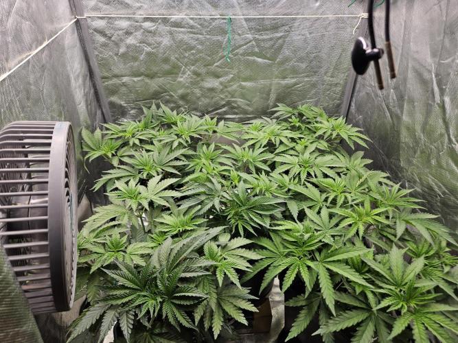 PEACH MOON. Week 4