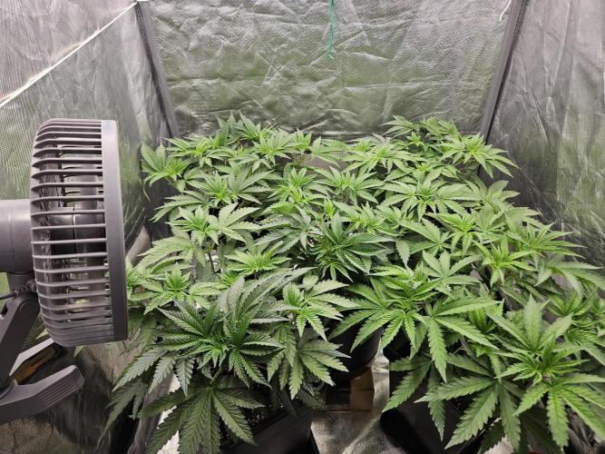 Peach Sunset. Week 4