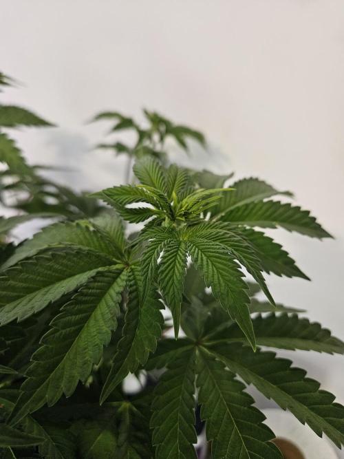 PEACH MOON. Week 5