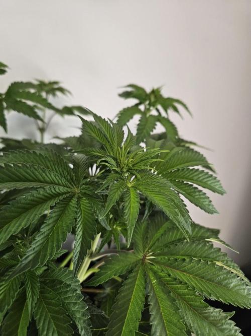 PEACH MOON. Week 5