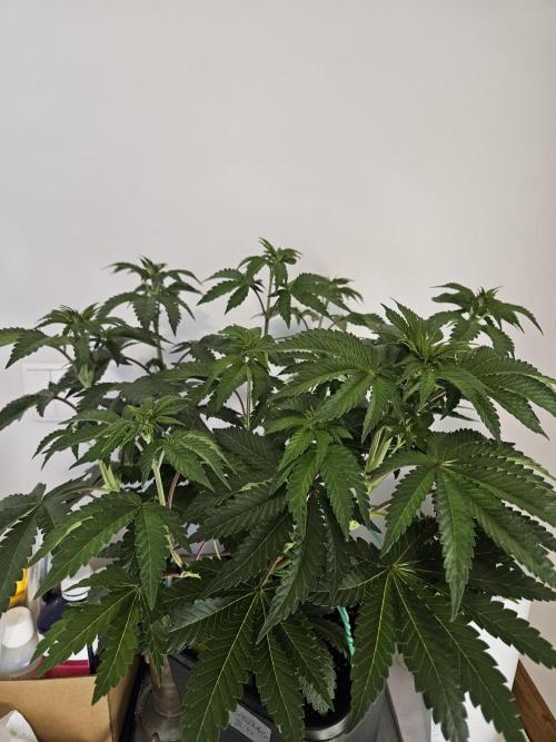 PEACH MOON. Week 5