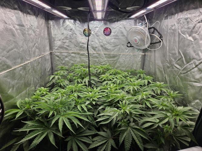 PEACH MOON. Week 5