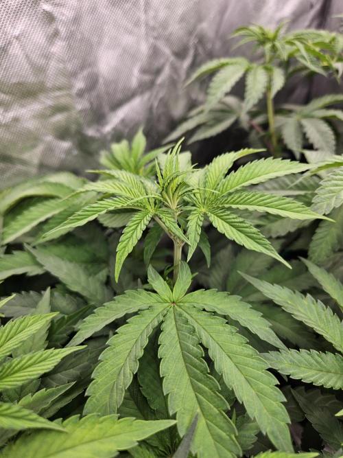 Peach Sunset. Week 5