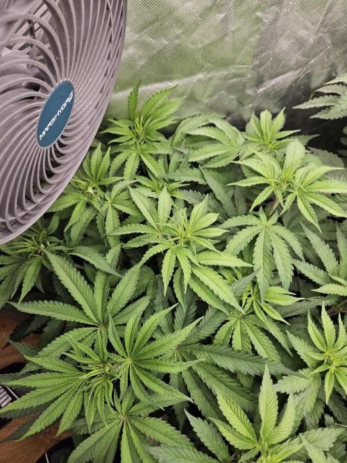 Peach Sunset. Week 5