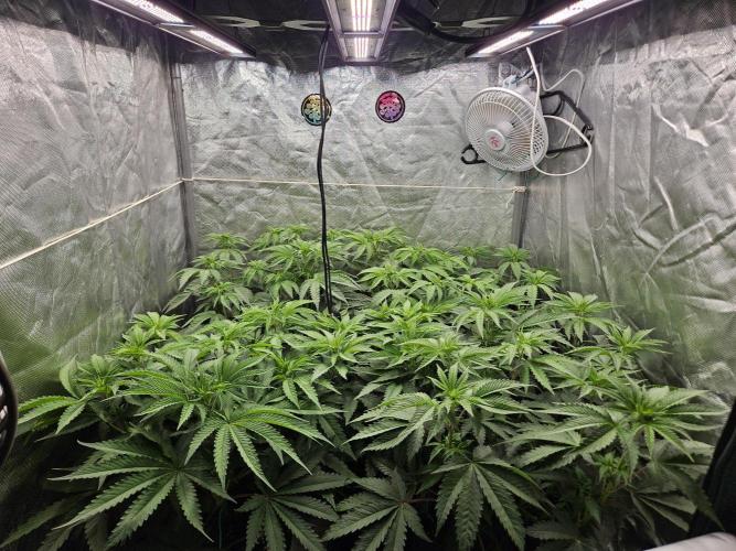 Peach Sunset. Week 5