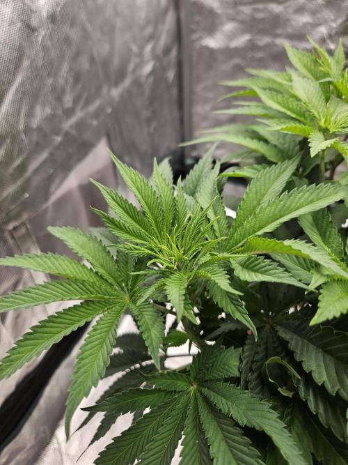 CHILLATOZZ. Week 5