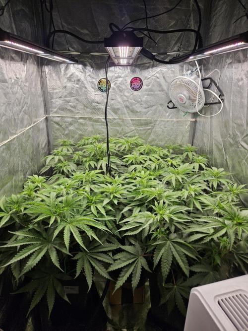 CHILLATOZZ. Week 5