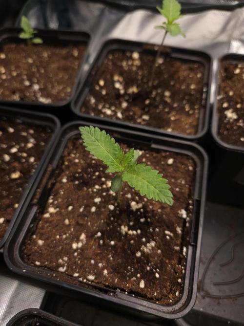 TEST GROW #WorldBreedersLab. Week 1
