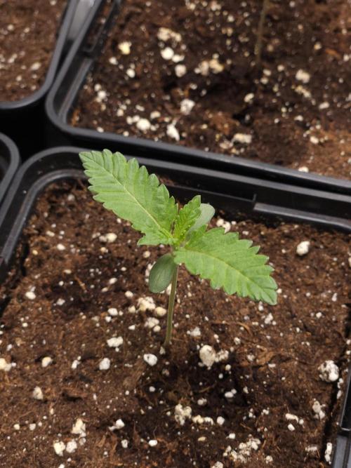 TEST GROW #WorldBreedersLab. Week 1