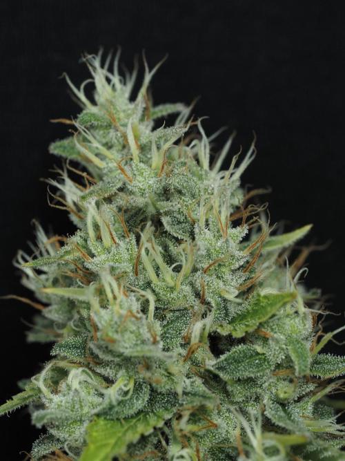 Eternity Grow Cup 2026. Week 13