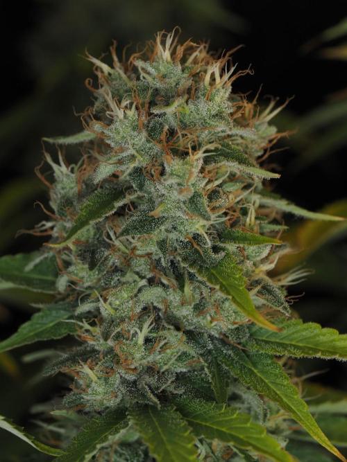 Eternity Grow Cup 2026. Week 13