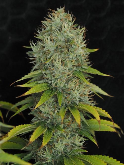 Eternity Grow Cup 2026. Week 13