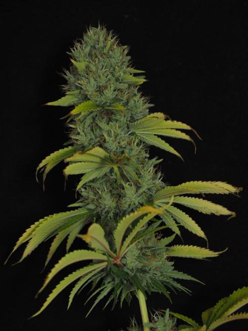 Eternity Grow Cup 2026. Week 14