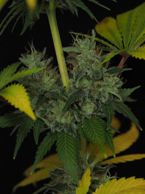 Eternity Grow Cup 2026. Week 14