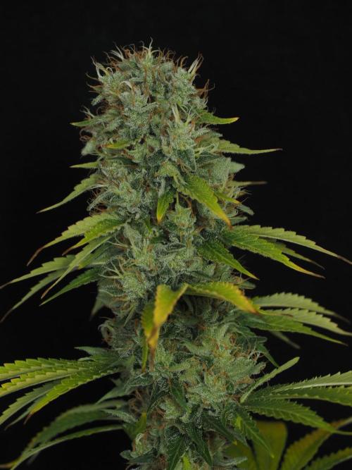 Eternity Grow Cup 2026. Week 14
