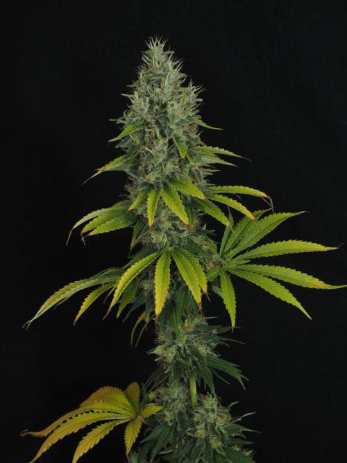 Eternity Grow Cup 2026. Week 14