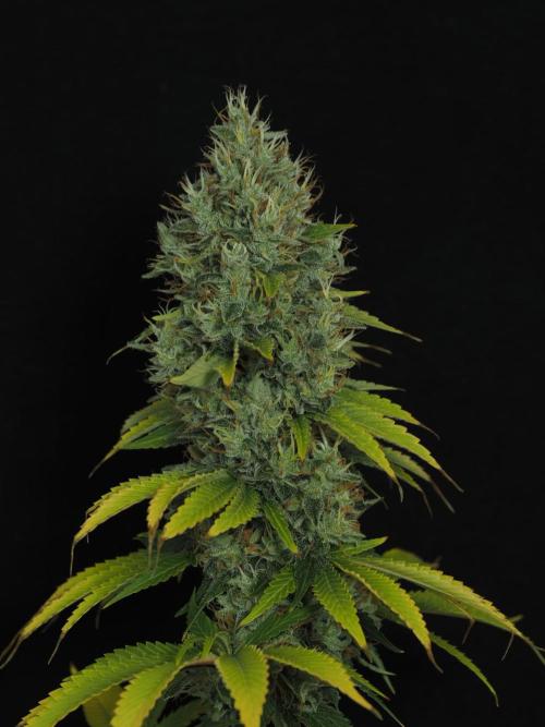 Eternity Grow Cup 2026. Week 14