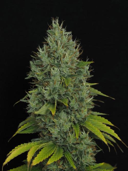 Eternity Grow Cup 2026. Week 14