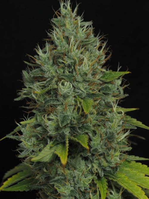 Eternity Grow Cup 2026. Week 14