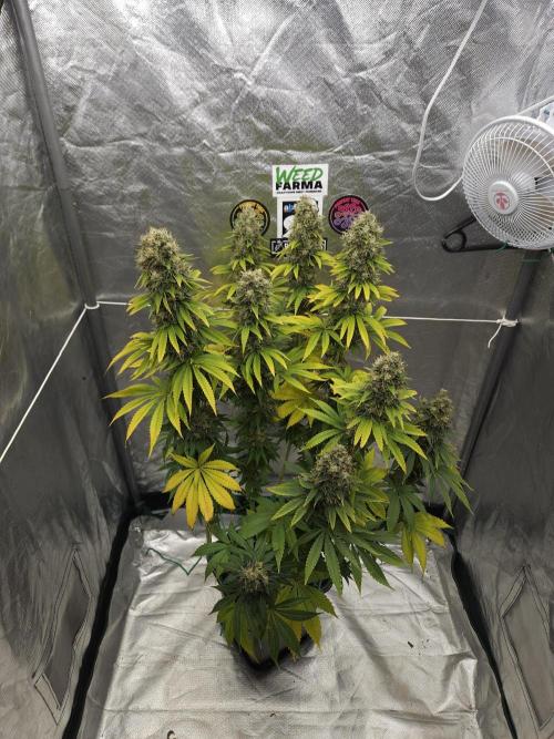 Eternity Grow Cup 2026. Week 14
