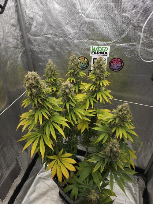Eternity Grow Cup 2026. Week 14