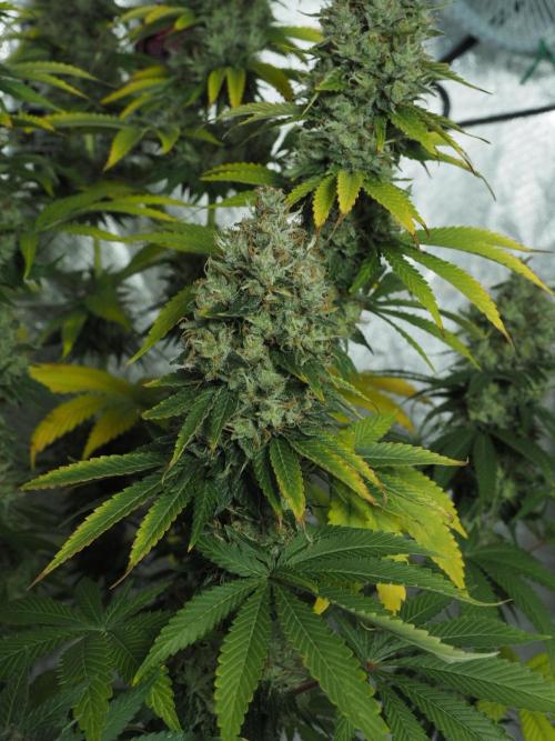 Eternity Grow Cup 2026. Week 14