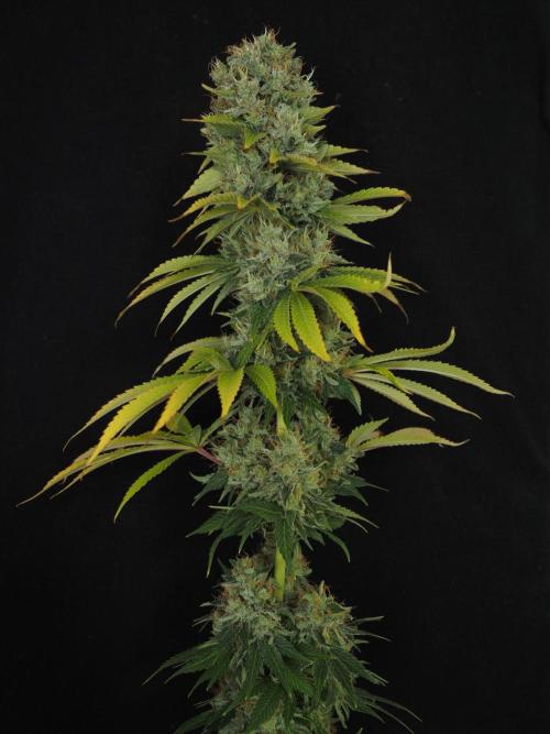 Eternity Grow Cup 2026. Week 14