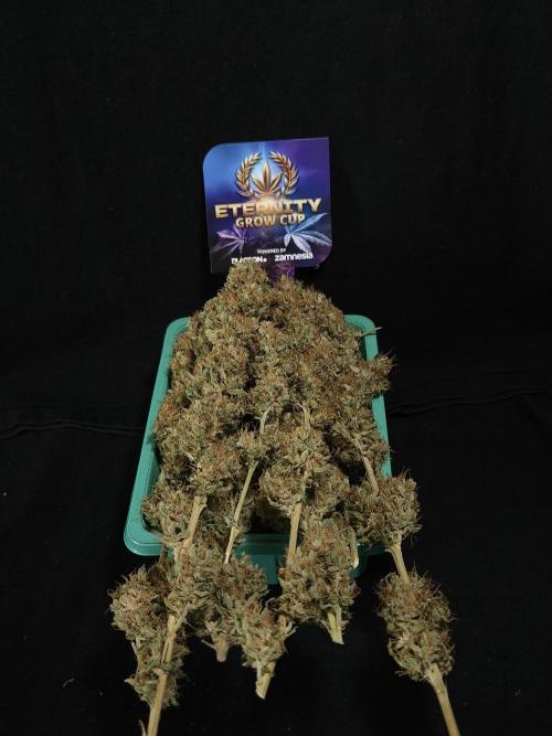 Eternity Grow Cup 2026. Week 14