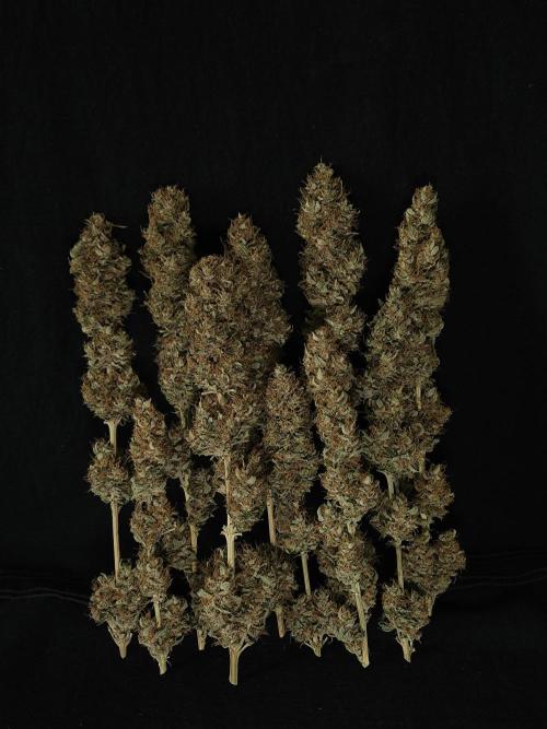 Eternity Grow Cup 2026. Week 14