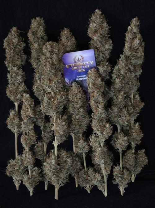 Eternity Grow Cup 2026. Week 14