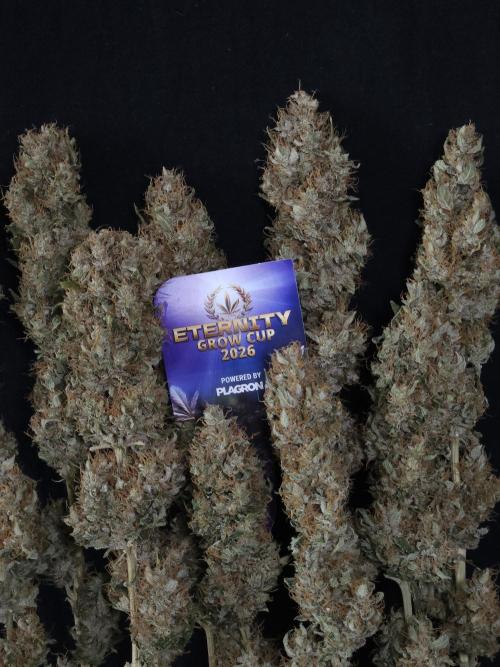 Eternity Grow Cup 2026. Week 14